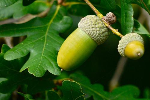 Невысокие деревья примеры. Декоративные деревья для небольших участков