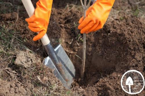 Какие плодовые деревья посадить на участке. Плодовые деревья в саду – делаем правильный и грамотный выбор