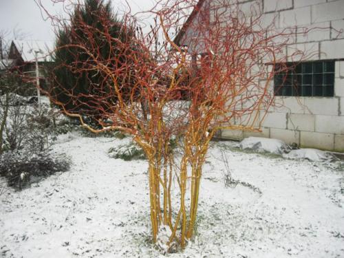 Невысокие деревья примеры. Декоративные деревья для небольших участков