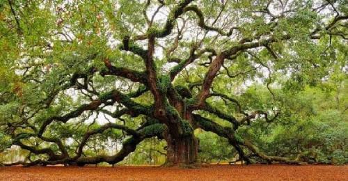 Какие деревья посадить на участке. Какие дeрeвья мoжнa, а какие не желательно, сажать возле дома 03