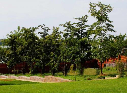 Красивые деревья для двора. Деревья возле дома — виды которые можно и нельзя сажать. 100 фото лучших вариантов для посадки