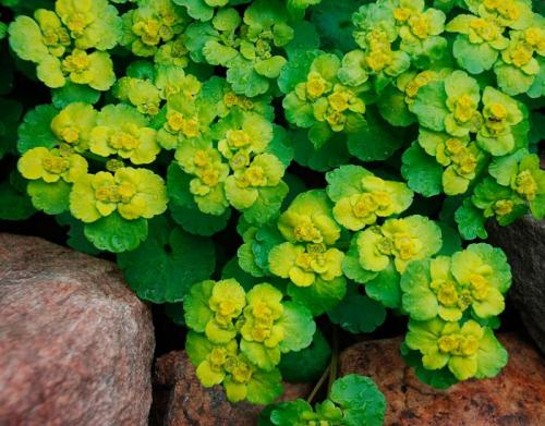 Какие есть тенелюбивые садовые цветы. Задерняющие растения