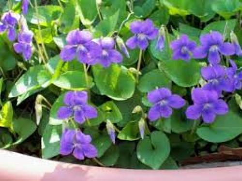 Тенелюбивые однолетние и многолетние цветы для сада.