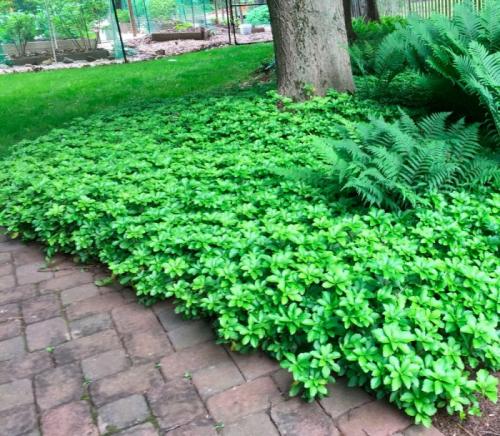 Какие есть тенелюбивые садовые цветы. Задерняющие растения