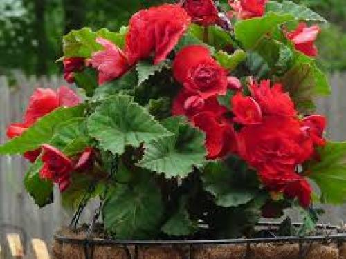 Тенелюбивые однолетние и многолетние цветы для сада.