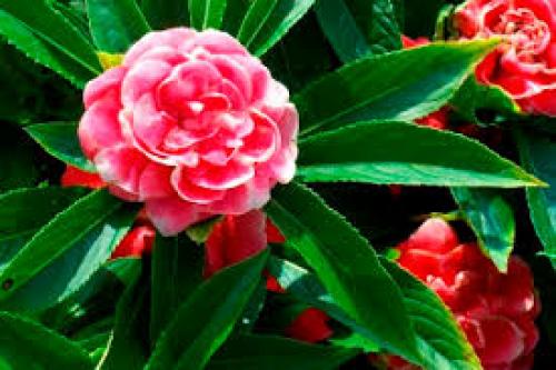 Тенелюбивые однолетние и многолетние цветы для сада.