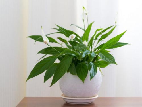 Тенелюбивые цветы для дома. Цветущие теневыносливые комнатные растения