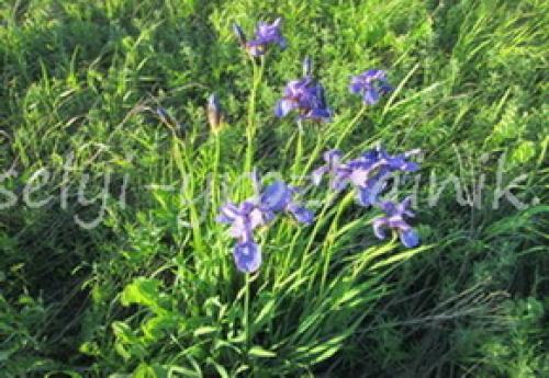 Тенелюбивые однолетние и многолетние цветы для сада.