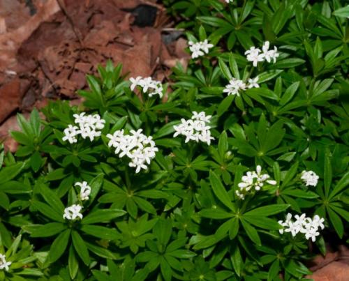 Какие есть тенелюбивые садовые цветы. Задерняющие растения