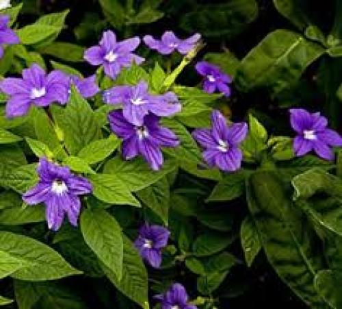 Тенелюбивые однолетние и многолетние цветы для сада.