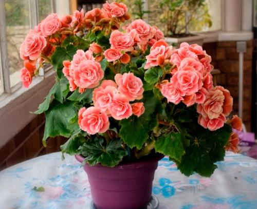 Тенелюбивые цветы для дома. Цветущие теневыносливые комнатные растения