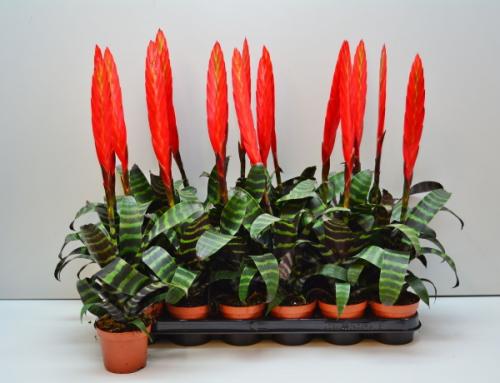 Тенелюбивые цветы для дома. Цветущие теневыносливые комнатные растения