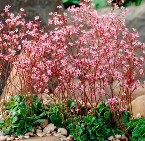 Какие есть тенелюбивые садовые цветы. Задерняющие растения