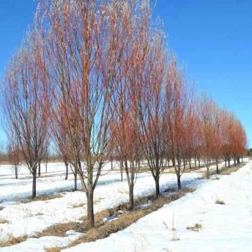 Деление деревьев и кустарников по высоте. Прирост средний и текущий 19