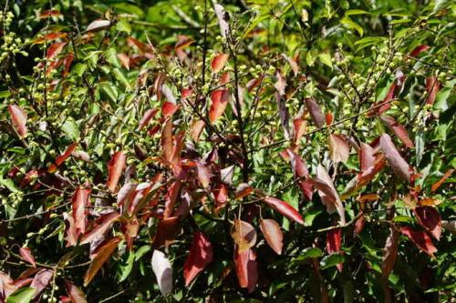 Дерево с пятипалыми листьями. Многообразие видов клена