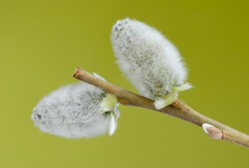 Деление деревьев и кустарников по высоте. Прирост средний и текущий 16