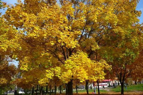 Дерево с пятипалыми листьями. Многообразие видов клена