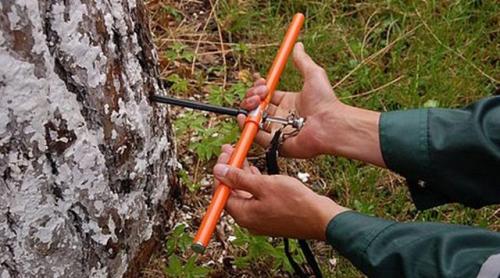 Определить дерево по стволу. Спиленное или срубленное