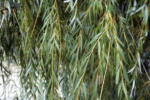 Деление деревьев и кустарников по высоте. Прирост средний и текущий 21