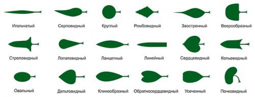 Деревья со сложными листьями. Строение, виды и формы листовой пластины