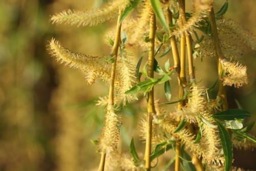 Деление деревьев и кустарников по высоте. Прирост средний и текущий 20