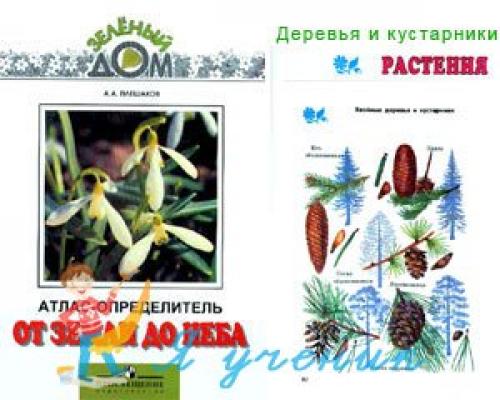 Деление деревьев и кустарников по высоте. Прирост средний и текущий 01