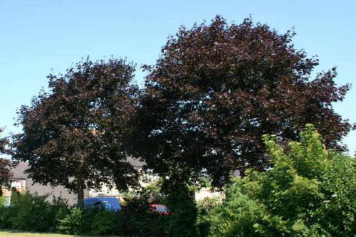 Дерево с пятипалыми листьями. Многообразие видов клена