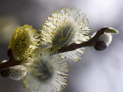 Деление деревьев и кустарников по высоте. Прирост средний и текущий 17
