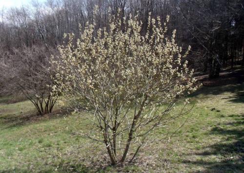 Деление деревьев и кустарников по высоте. Прирост средний и текущий 18