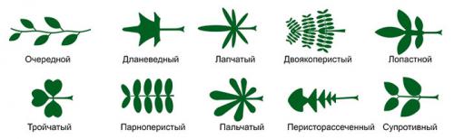 Деревья со сложными листьями. Строение, виды и формы листовой пластины