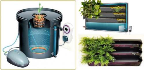 Растения для вертикального озеленения в квартире. Гидропонный способ формирования фитокомпозиций