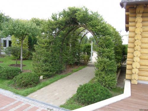 Растения для вертикального озеленения фасадов. Вертикальное озеленение —, какие растения и цветы подобрать для оформления участка своими руками (115 фото)