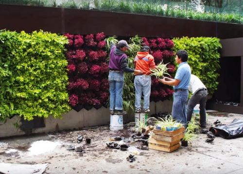 Растения для вертикального озеленения фасадов. Вертикальное озеленение —, какие растения и цветы подобрать для оформления участка своими руками (115 фото)