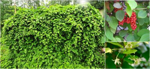 Вьющиеся растения по стене дома. 27 лучших быстрорастущих вьющихся цветов для заборов и арок