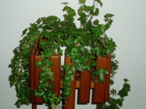 Виды вьющихся и ампельных комнатных растений. Уход за ампельными комнатными растениями 06