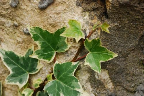 Вьющиеся комнатные растения: названия. Вьющиеся комнатные растения: применение в домашних условиях, на участке, в саду и в ландшафтном дизайне (130 фото)