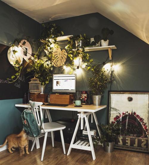 Свисающие комнатные растения. Почему стоит выращивать в квартире лианы?