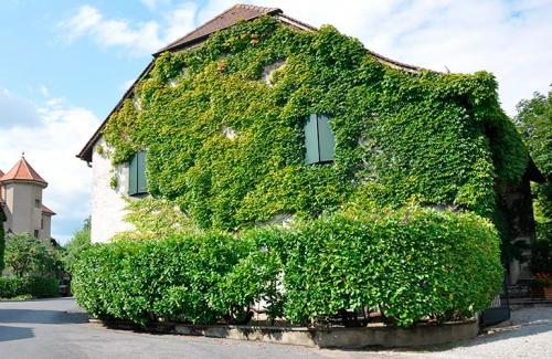 Морозостойкие вьющиеся растения для сада. Вьющиеся растения для сада — названия популярных видов, примеры оформления