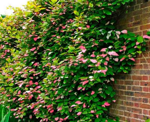 Быстрорастущие лианы для сада. Актинидия