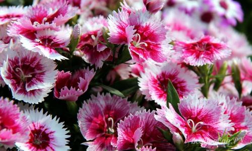 Невысокие многолетние растения. Долгоцветущие низкорослые многолетники