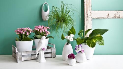 Комнатные цветы цветущие. Все о цветущих комнатных растениях