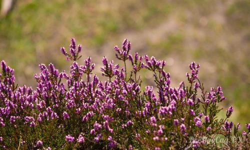 Невысокие многолетние растения. Долгоцветущие низкорослые многолетники