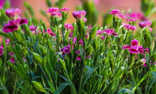 Невысокие многолетние растения. Долгоцветущие низкорослые многолетники