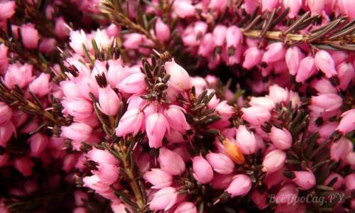 Невысокие многолетние растения. Долгоцветущие низкорослые многолетники