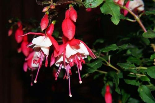 Современные комнатные цветы. Самые неприхотливые комнатные цветы