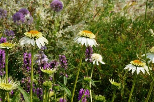 5 самых неприхотливых многолетников.  Эхинацея