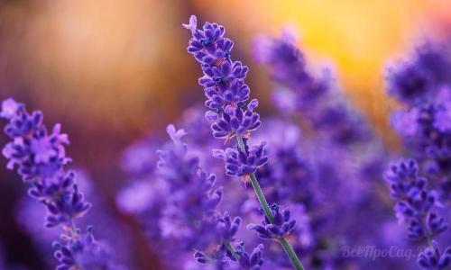 Невысокие многолетние растения. Долгоцветущие низкорослые многолетники