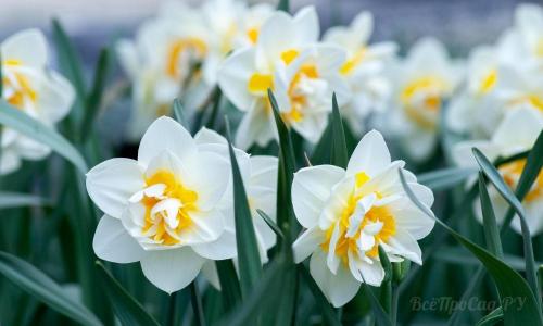 Невысокие многолетние растения. Долгоцветущие низкорослые многолетники