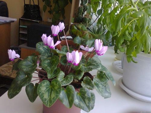 Самые неприхотливые комнатные растения для офиса. Топ-12 растений для офиса