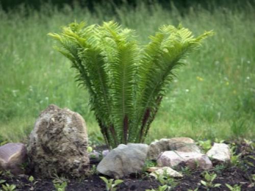 Рейтинг лучших и неприхотливых комнатных растений. Самые популярные комнатные цветы 22 Рейтинг лучших и неприхотливых комнатных растений. Самые популярные комнатные цветы 22